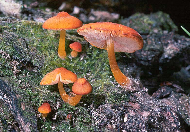 Pluteus aurantiorugosus